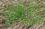 Ozark calamint